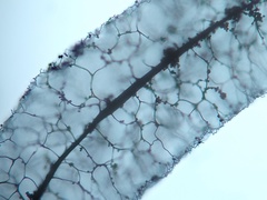 Stemonitopsis amoena