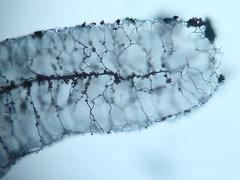 Stemonitopsis amoena