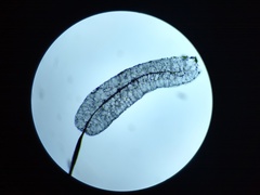 Stemonitopsis amoena