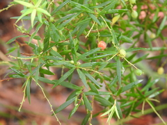 Leucopogon pimeleoides