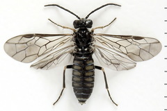Empria liturata