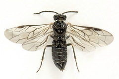 Empria liturata