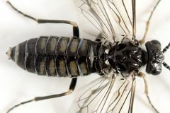 Empria liturata