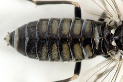 Empria liturata