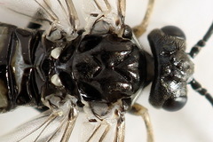 Empria liturata