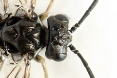 Empria liturata