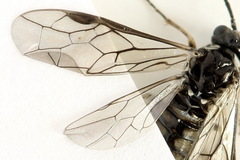 Empria liturata