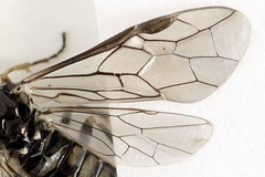 Empria liturata