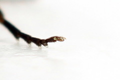 Empria liturata