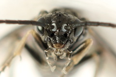 Empria liturata