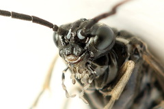 Empria liturata