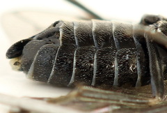 Empria liturata
