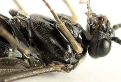 Empria liturata