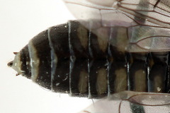 Empria liturata