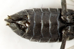 Empria liturata