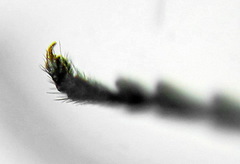 Empria liturata