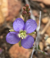 Heliophila digitata