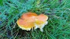 Hygrocybe intermedia
