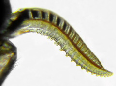 Empria liturata