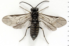 Empria liturata