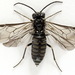 斑腹葉蜂屬 - Photo 由 Andrey Ponomarev 所上傳的 (c) Andrey Ponomarev，保留部份權利CC BY-NC