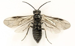 Empria liturata