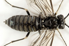 Empria liturata