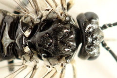 Empria liturata