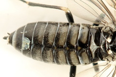 Empria liturata