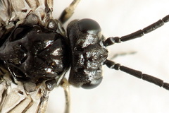 Empria liturata