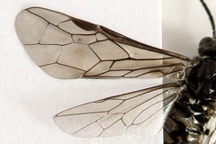 Empria liturata