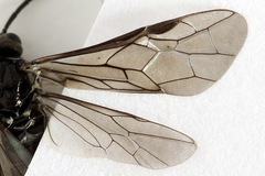 Empria liturata