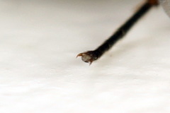 Empria liturata