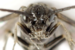 Empria liturata