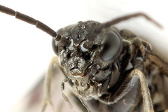 Empria liturata
