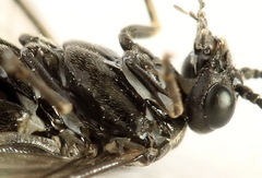 Empria liturata