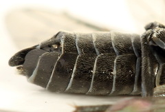 Empria liturata