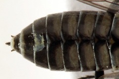 Empria liturata