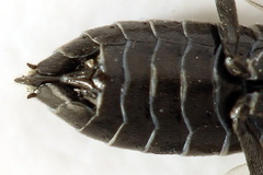 Empria liturata