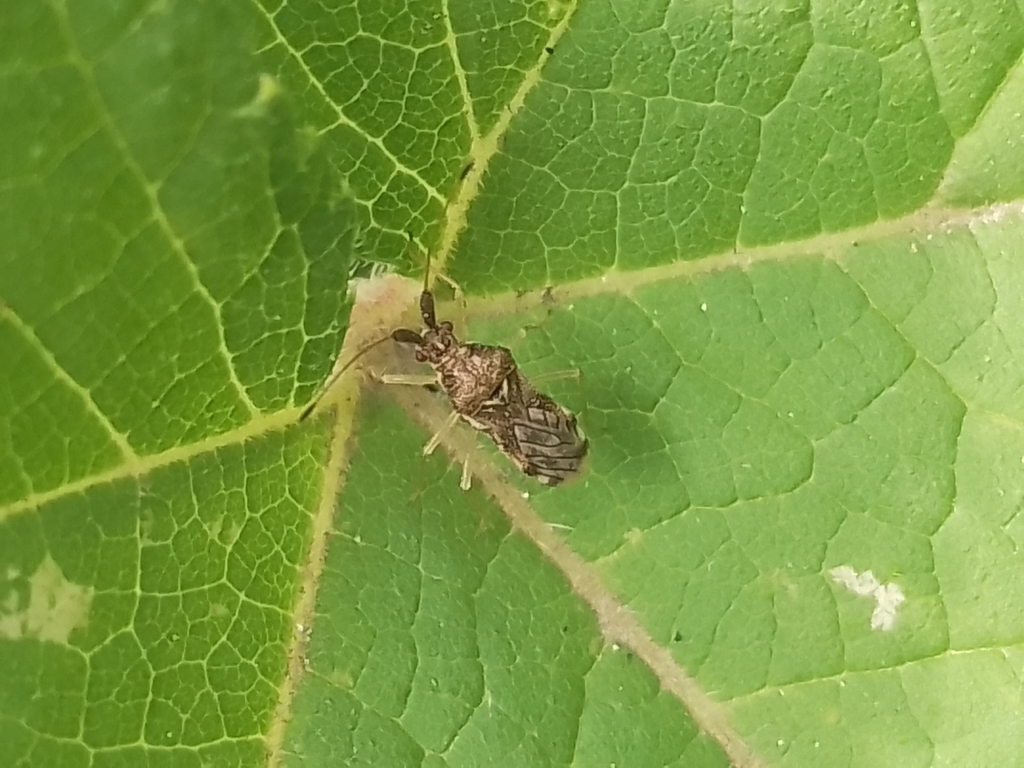 Malcus inconspicuus