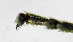 Empria liturata
