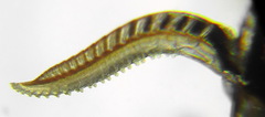 Empria liturata