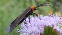 Cisseps fulvicollis