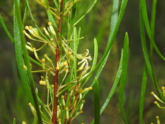 Strangea linearis