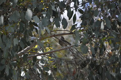 Colluricincla harmonica