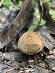 Lycoperdon