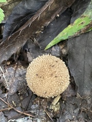Lycoperdon
