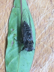 Myopsalta mackinlayi