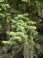 Abies cilicica