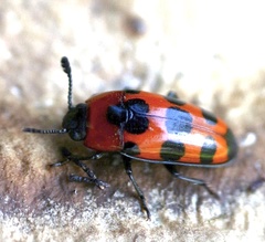 Episcaphula australis